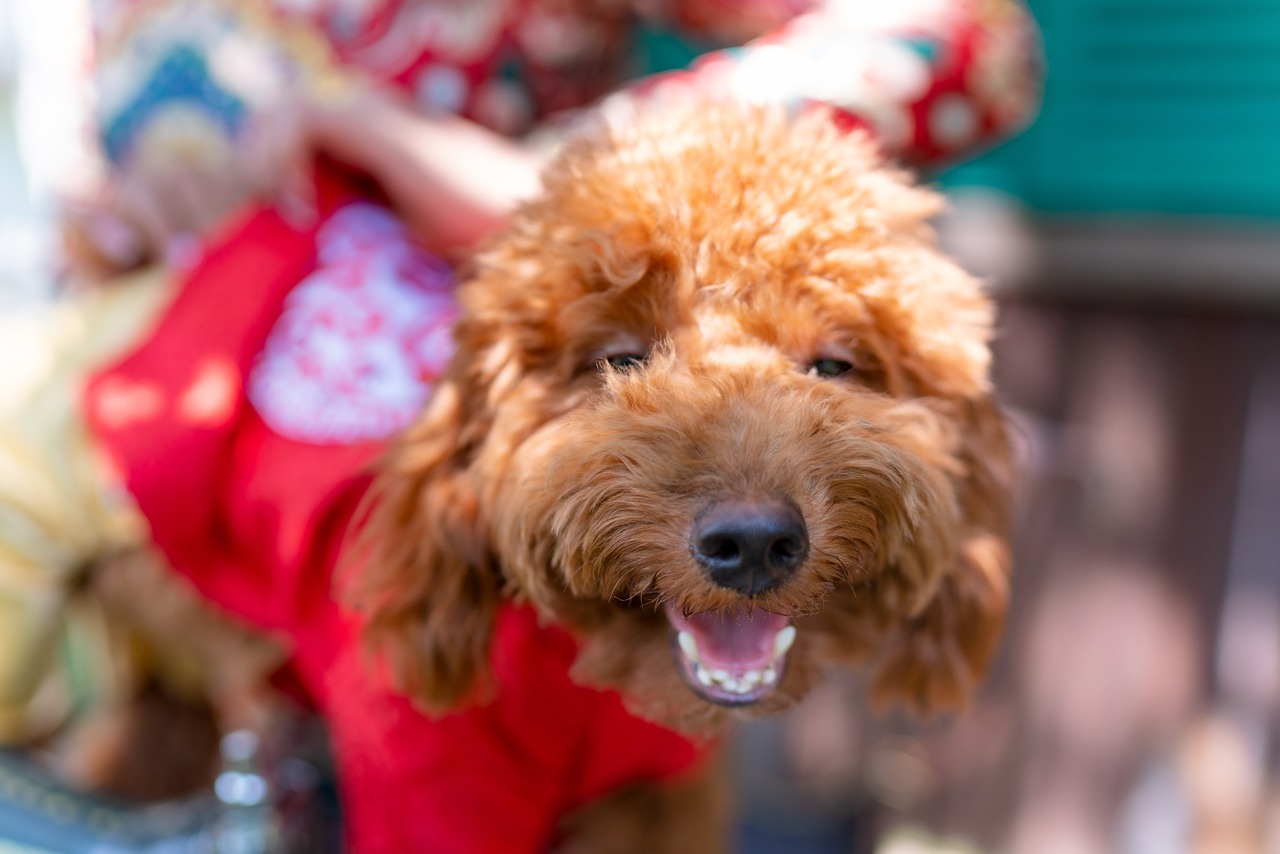 The Traits of the Poodle - More Than Just a Fancy Haircut